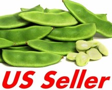 30 120 Seeds Large Lima Bean Seeds E185, Large Nickle sized Home Garden Seeds