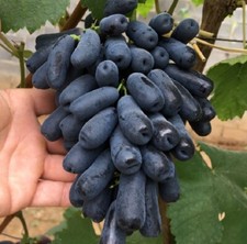 Moon Drops Grape Plant - Finger Long Grapes