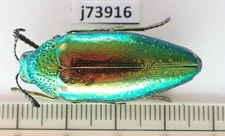 j73916. Unmounted Insects: Buprestidae sp. Central Vietnam. Nghe An