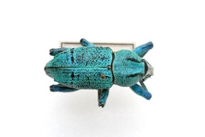 CURCULIONIDAE Eupholus azureus Old Collection PNG 1