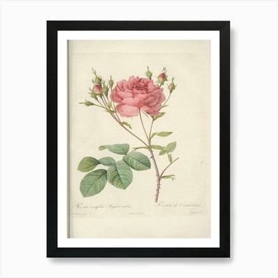 Rose Illustration, Pierre Joseph Re gerahmtes Wandbild Poster Leinwanddruck Bild