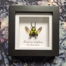 Saw Tooth Beetle (Lamprima adolphinae) Entomology Shadow Frame Taxidermy