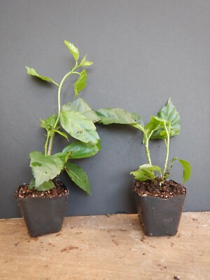 CHINESE LANTERN**Rooted Hibiscus Schizopetalus Starter Plant