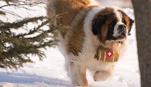 royal canin instinctive