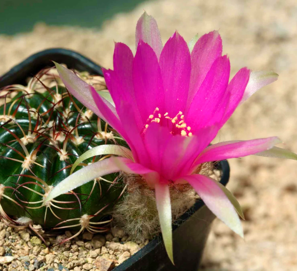 gymnocalycium damsii v. tucavocense Gymnocalycium tucavocense damsii – Planet Desert main image 0