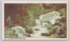 Post Card Yellow Mouth Rock Fish  P398