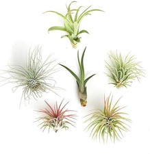 Assorted Collection Variety of Species, Tropical House Plant for Home D c...