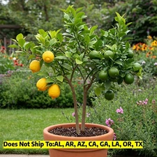 Citrus Cocktail Tree: Meyer Lemon and Key Lime 3-4ft Tall 2 Plats in One Pot
