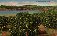 Postcard VTG A Large Grapefruit Grove, Tropical Florida Series
