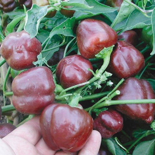 SWEET PEPPER MINI BELL CHOCOLATE 100 FINEST SEEDS - Picture 2 of 4