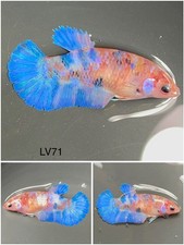 Female Betta Live Fish - Koi Candy Galaxy HMPK - LV71 - Sorority - Breeding