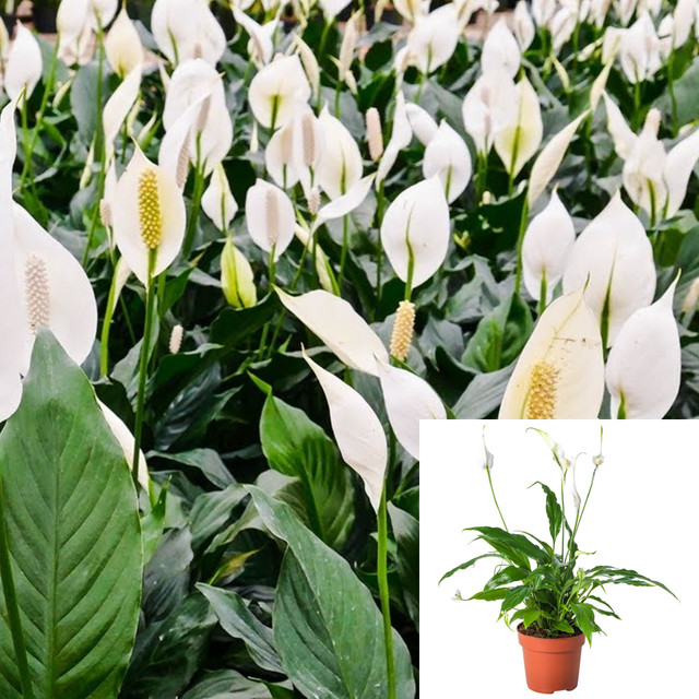 Peace Lily (Spathiphyllum)