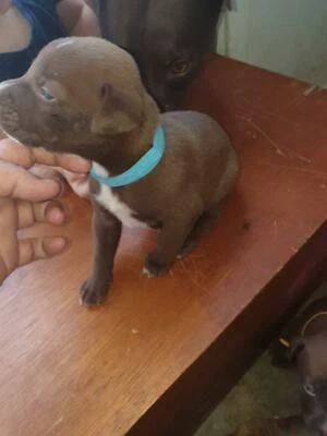 Puppies Born 8th December Gumtree Australia Townsville City