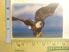 Postcard The magnificent bald eagle, Sierra Club