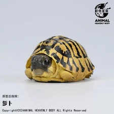 【In-Stock】Animal Heavenly Body Eastern Hermann’s Tortoise Statue T. h. boettgeri