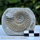 Caenisites Fossil Ammonite Blue Lias Jurassic Coast Monmouth Beach Lyme Regis