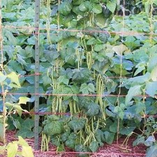 KENTUCKY WONDER POLE Bean Seeds, Heirloom Seeds - NON GMO,