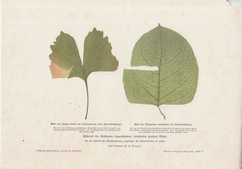 Alte ANTIKE KUNSTDRUCKE von 1902 aus Wissenschafts-Magazinen ECHT Buchseiten A4 - Bild 24 von 24