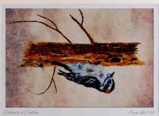 591087 Downy Woodpecker Limited Edition Watercolour Print