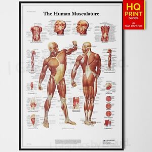 Human Muscle Chart Anatomy Chart