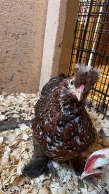 HENitentiary Silkie and Cochin Hatching Eggs 
