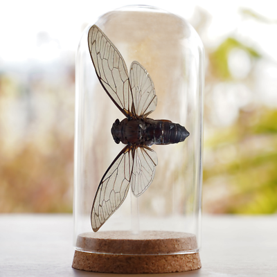 Ancient Insect Art Gift Artist's Intricate Jeweled Insect Art Creates