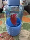 Crafted 34floz Blue Cup With Twist Off Cap With Cute Saying Fun For Summer — photo 4