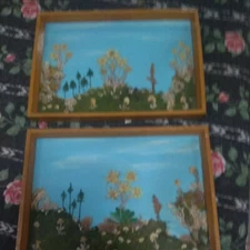 Vecchi Quadri Con Stelle Alpine Apassite Delle Dolomiti  Di Pregevole...