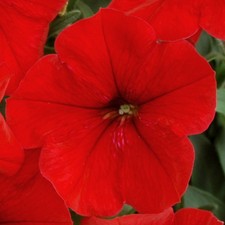 Petunia F1 Frenzy Red | Colourful Flowering Bedding Plants for Sale - 6 Pack