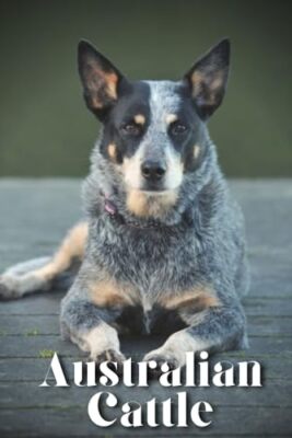 Pustova - Australian Cattle  How to train your dog and raise from pupp - X555z