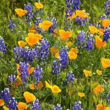 200 Deer Resistant Wildflower Seed Mix. USA Seeds. Organic. Ships free