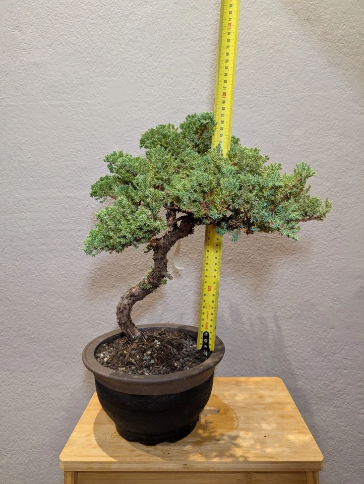 30 YEAR OLD JUNIPER BONSAI 'SQUAMATA' IN CLAY POT - image 3 of 4