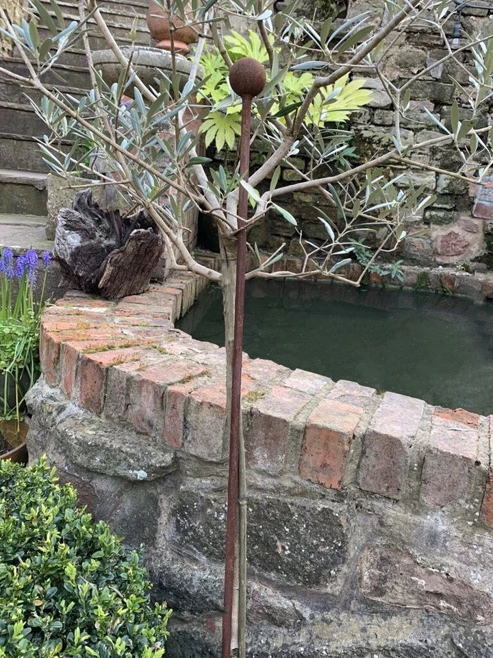 Rusty Metal Plant Stake 80cm, Olive Tree Support, Rusted Rustic Garden Decor
