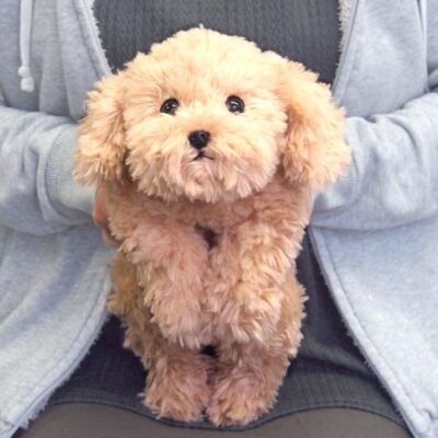 Sun Lemon Plush Doll Lap Dog Hiza Wanko Toy Poodle Beige S P-3042