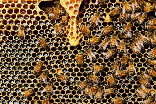Raw Bee Propolis 100% Organic From Natural Beekeeping Free Shipping 10g - Picture 3 of 7