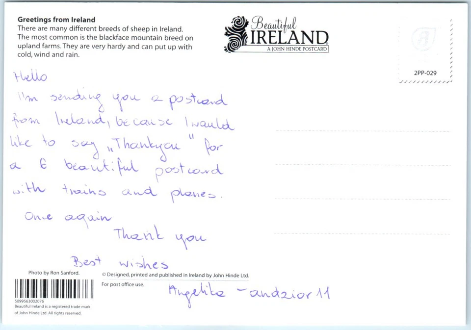 Postcard - Traffic (Sheep) Jam! - Greetings From Ireland - Image 2 of 2