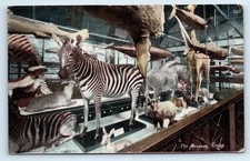 POSTCARD MUSEUM TRING TAXIDERY INTEREST 1906  - MISS IVA BEALE CACKETTS CUDHAM