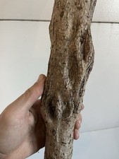 40" Diamond Willow Cane WICKED   CLUSTERS You Carve, Walking Stick