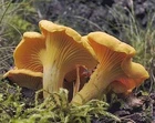 Organic Chanterelles Mushroom Powder 200g; 100% Real Chanterelle Excellent Flavour! DE-ÖKO-006