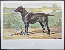 Labrador Reproduction couleur 1960 François Castellan