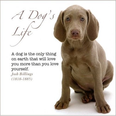 A Dog's Life,Unknown