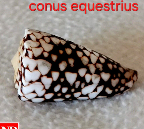 Conus Equestris #5 47.1mm EXQUISITE BEAUTY from Indonesia