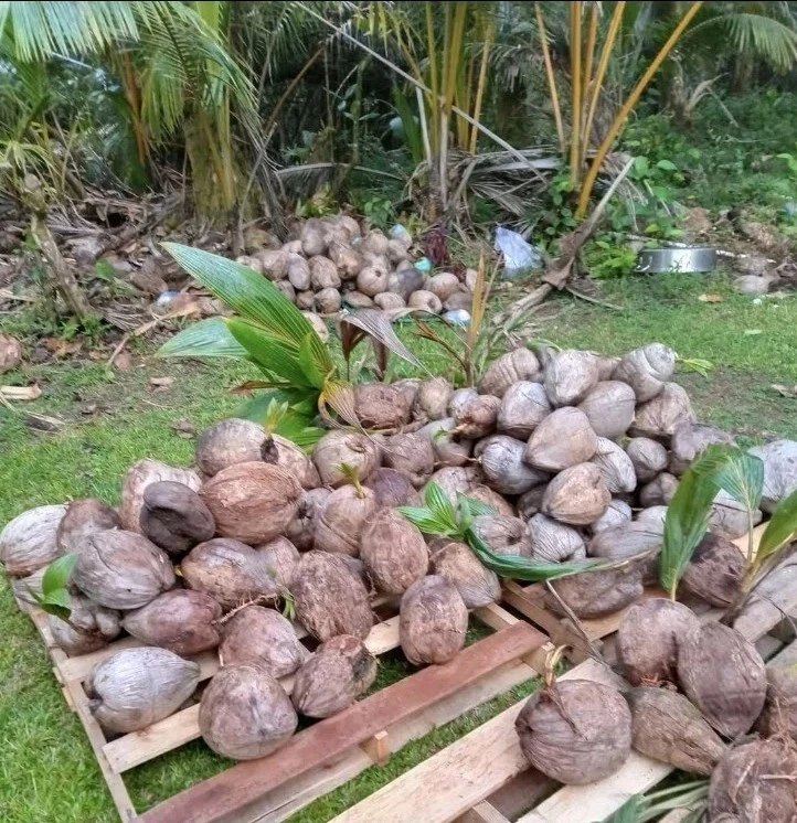 🌴 Hybrid Coconut Palm – Samoan Dwarf × Tall Variety – Live Sprouted Coconut 🌴 - Image 3 of 3