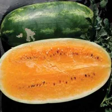50 Tendersweet Orange Watermelon Seeds. USA Seeds. Organic. Ships free