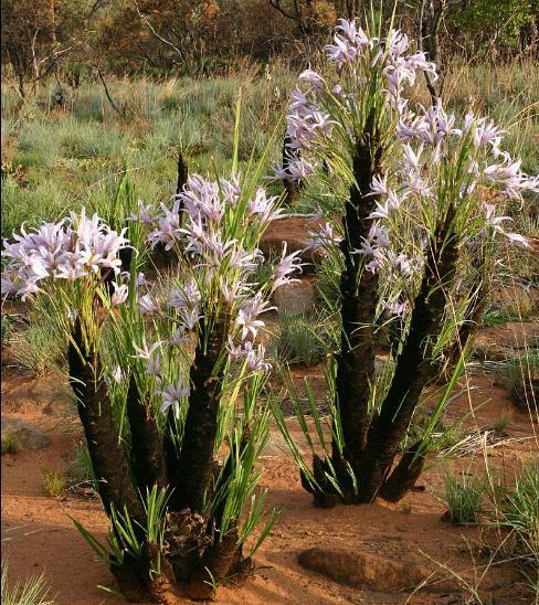 希少種 Xerophyta retinervis Xerophyta retinervis, Black Stick Lily Rare Cold and Drought Hardy