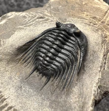 Leonaspis sp. Trilobite – Well-Preserved Fossil on Matrix