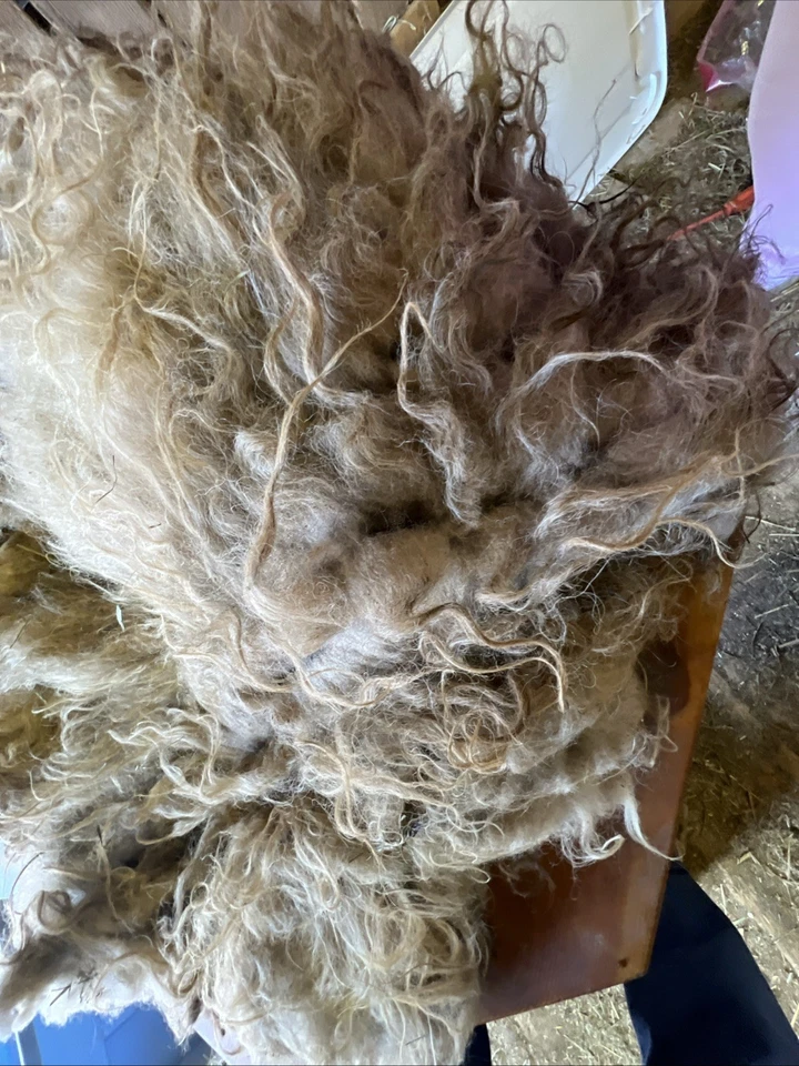 Icelandic fleece NICE, Raw unwashed, unskirted, 2.2 lbs our sheep - Image 4 of 4