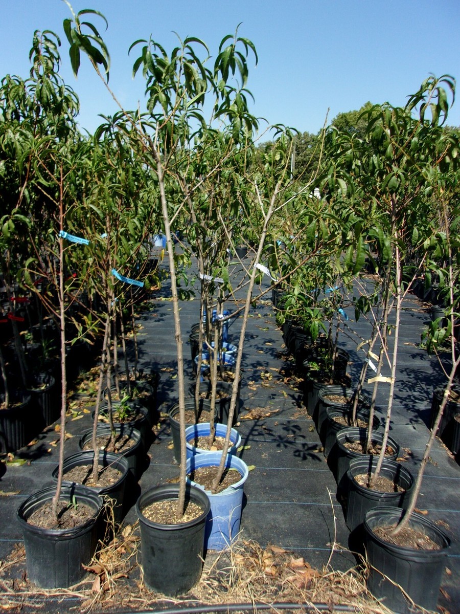 CHALLENGER PEACH 4-6 FT TREE PLANT SWEET JUICY PEACHES FRUIT TREES