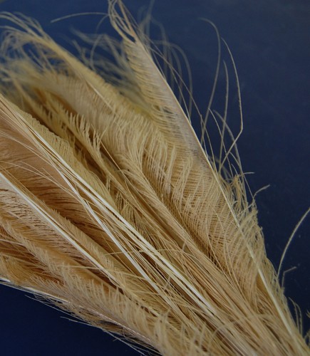Natural & Dyed PEACOCK SWORDS 10"-35" Feathers; Craft/Costume/Hats/Halloween - Picture 8 of 11