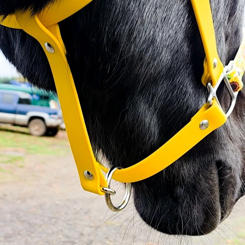 Biothane Pferdehalfter - Sonnenblumen - Bild 4 von 4